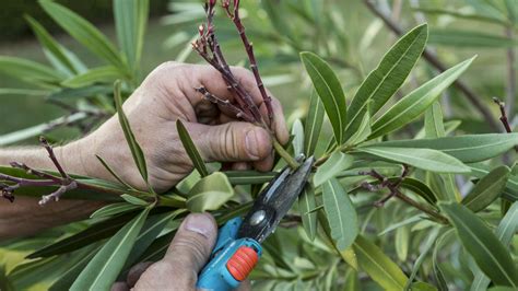 Radikálny rez oleandra