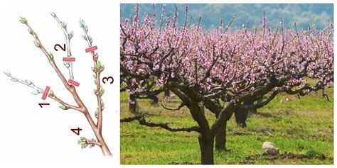 Správny rez oleandra na jar