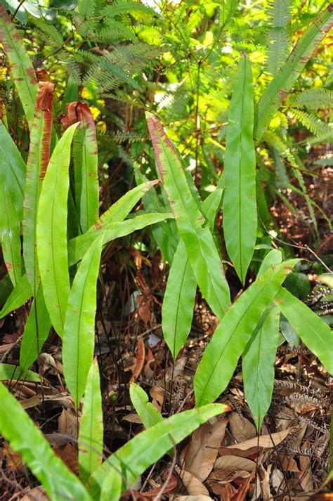 Jedovatosť oleandra