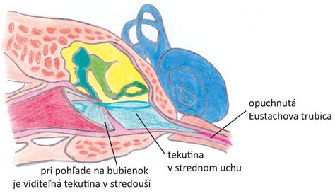 Ilustrácia vnútorného ucha a rovnovážneho aparátu