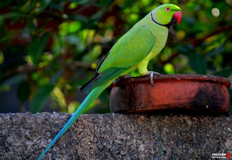 Farebné mutácie Alexandra malého
