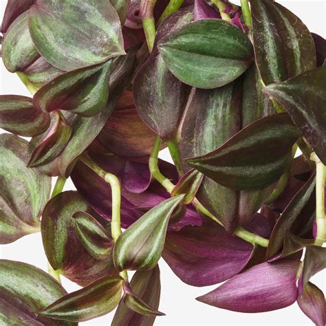 Závesná rastlina Tradescantia v interiéri