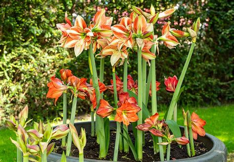 Výber zdravej cibule amaryllis