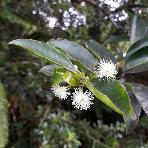 Rastlina Aphloia