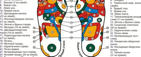 Ilustrácia znázorňujúca body na chodidle pre meranie obvodov