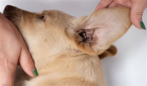 Veterinár vyšetruje ucho psa pomocou otoskopu