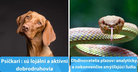 Infografika: Prečo poistiť domáceho miláčika