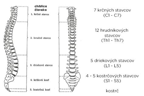 Štruktúra chrbtice a medzistavcových platničiek