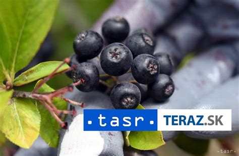 Čierny úhor v ovocnom sade
