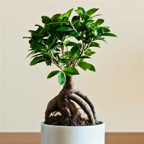 Ficus Ginseng s rozptýleným svetlom