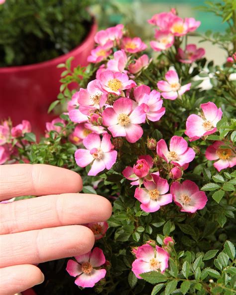 miniruža Rosa Cutie Pie