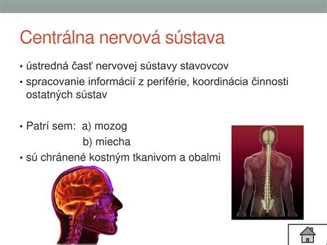 Človek preťažuje svoju nervovú sústavu