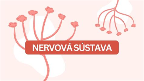 Tabuľka kľúčových živín pre nervovú sústavu