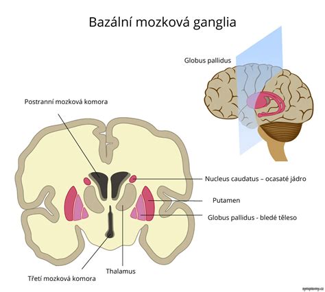 Schéma bazálnych ganglií