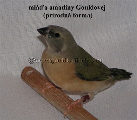 Mladé amadiny Gouldovej