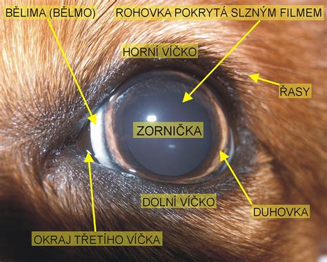 Schéma oka s vyznačenými tyčinkami a čapíkmi