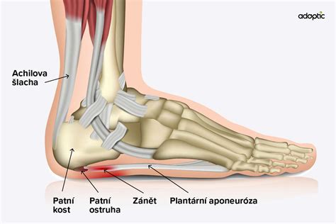 Anatomia Achillovej šľachy a jej pripojenie k lýtkovým svalom