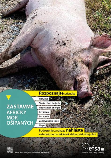 Infografika o riziku šírenia afrického moru ošípaných