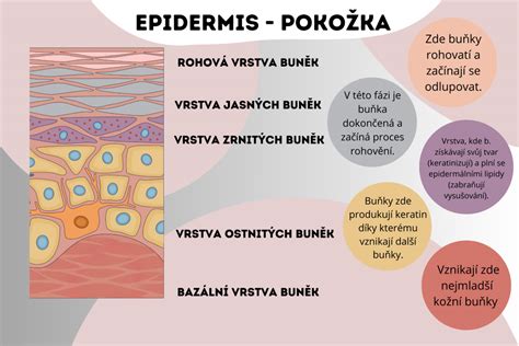 Schéma fáz hojenia pokožky po frakčnom CO2 laserovom ošetrení.