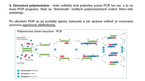 Polymerázová reťazová reakcia (PCR)