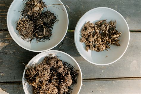 Infografika o optimálnych podmienkach pre pestovanie veterníc