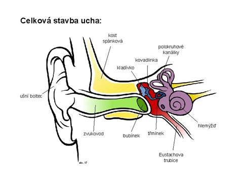 Štruktúra ľudského ucha s vyznačeným zvukovodom a ušným mazom