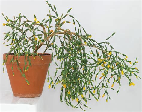 Drobné kvety Hatiora salicornioides