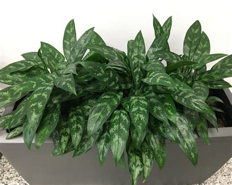 Aglaonema umiestnená v miestnosti s rozptýleným svetlom