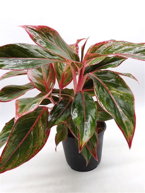 Kultivar Aglaonema 'Red Siam' s výraznými červenými a zelenými listami