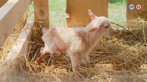 Kozliatka hrajúce sa na lúke