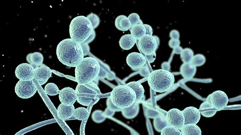 Premnoženie kvasiniek Candida albicans