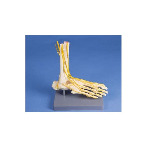 Ilustrácia anatómii ľudskej nohy s vyznačenými kosťami, svalmi a nervami