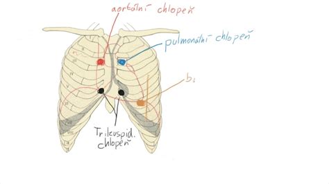 Anatomická schéma umiestnenia týmusu v hrudníku