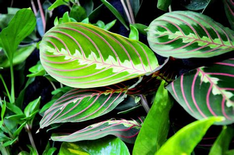 Maranta - modliaca sa rastlina