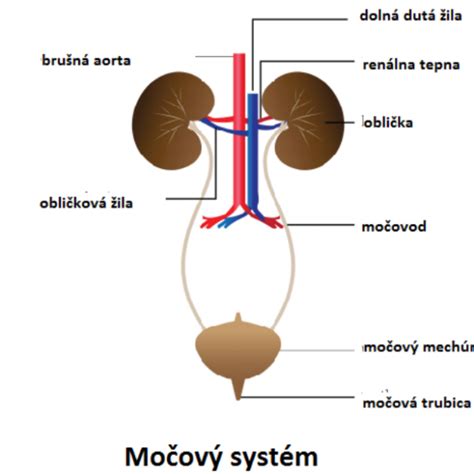 Anatómia ženského močového systému