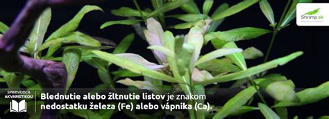 Strihanie akváriových rastlín