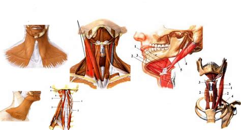 Anatomický diagram svalov krku a ramien