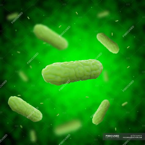 Baktéria Bordetella pertussis pod mikroskopom