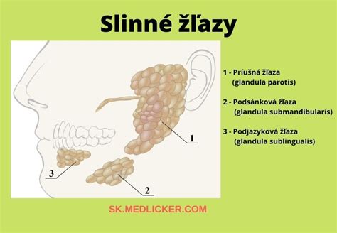 Schéma: Slinné žľazy a ich umiestnenie v ústnej dutine