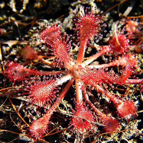 Drosera capillaris s kvapôčkami slizu