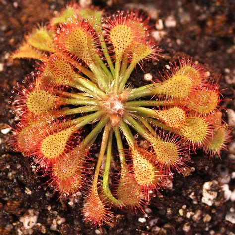 Kvet Drosera capillaris