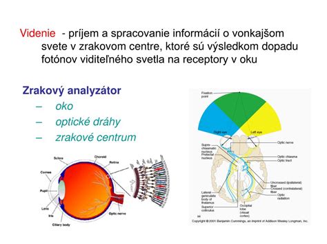 Schéma vnímania a zapamätania informácií