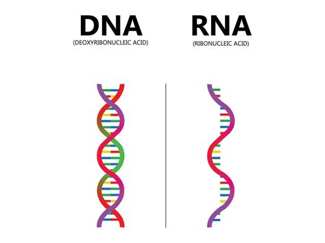 Porovnanie DNA a CD-ROM