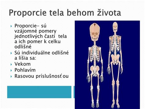 Proporcie ľudského tela
