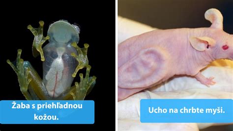 Historický prehľad testovania na zvieratách