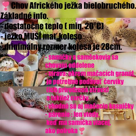 Tabuľka porovnávajúca ježka bielobruchého s inými domácimi zvieratami