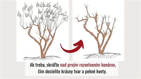 Správny rez japonskej vŕby