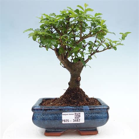 Bonsaj Ligustrum s prekrásnou korunou