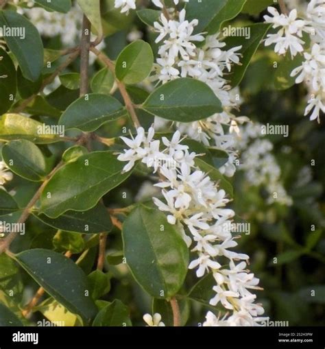 Kvety a plody Ligustrum sinense