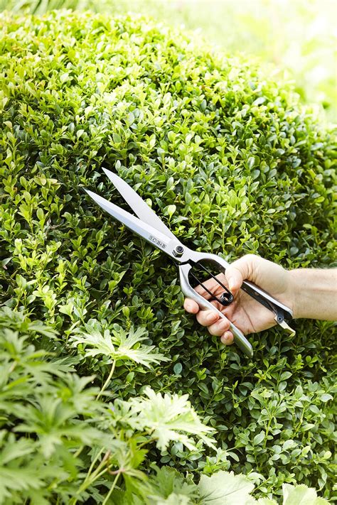 Tvarovanie bonsaju Ligustrum drôtovaním